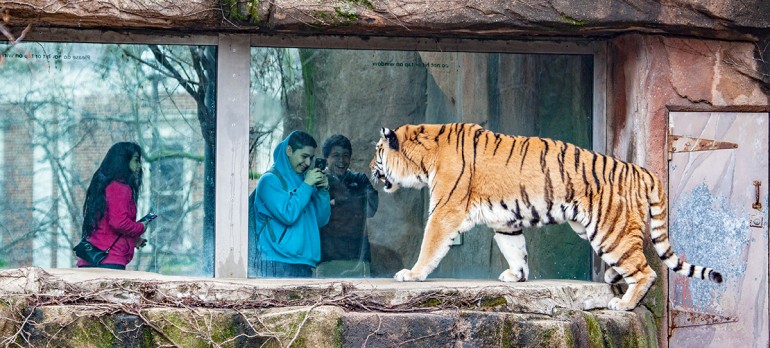 can you take dogs to lincoln park zoo